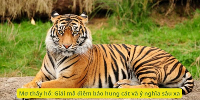 Mơ thấy hổ: Giải mã điềm báo hung cát và ý nghĩa sâu xa